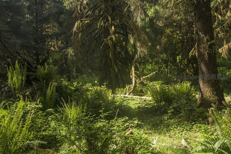 阳光穿透的原始森林，苔藓覆盖的巨树与蕨类丛生