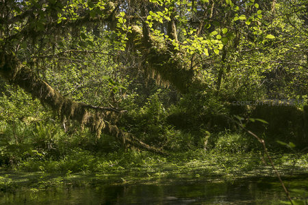 溪流边垂挂苔藓的树枝，倒映在清澈水面的绿意