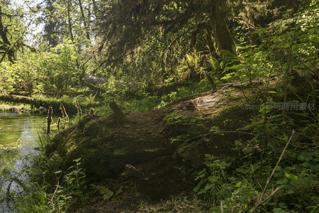 横卧溪畔的朽木，被苔藓与绿植温柔覆盖的森林一角