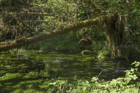 跨越溪流的古老树干，如天然拱桥般连接两岸绿意
