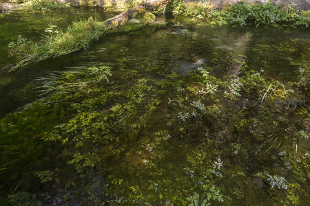 清澈溪水中摇曳的水草，阳光穿透水面的绿色世界