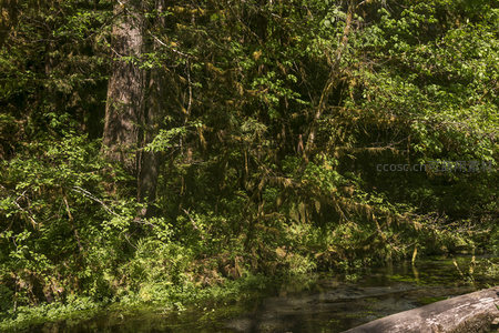 阳光穿透的苔藓森林溪流