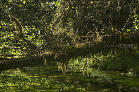 横跨溪流的苍老苔藓树干