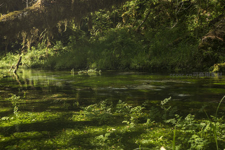 绿意盎然的森林浅水湿地