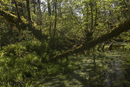 被苔藓覆盖的倒木森林景观