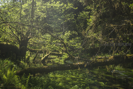 林间溪流与交错的苔藓树枝