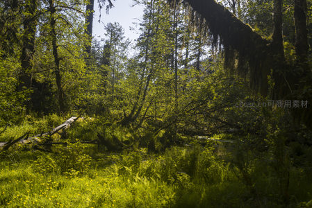 阳光穿透的原始森林溪谷