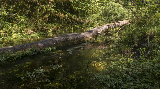 倒木横跨清溪的幽静秘境