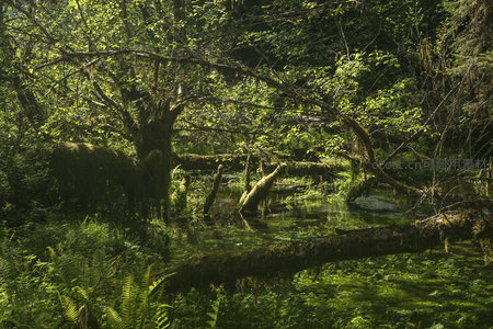 光影斑驳的森林湿地奇景