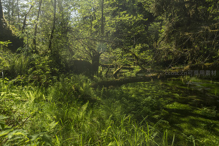 晨光中的森林溪流仙境