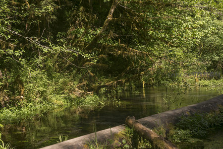 苔藓垂挂的溪畔森林秘境