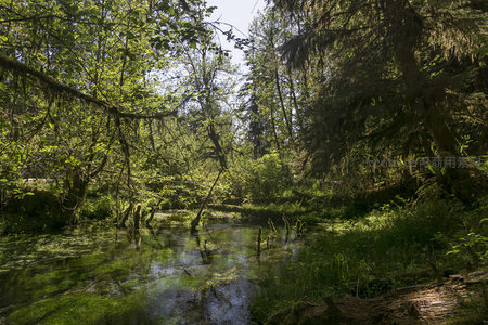 林间沼泽湿地生态全景图