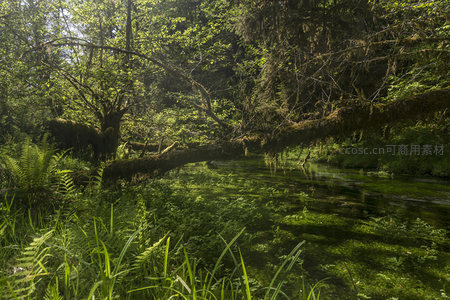 阳光穿透森林照耀溪流美景