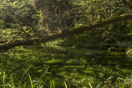 森林溪流中倒木与水草共生