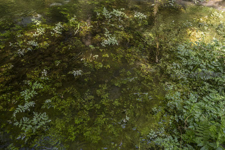 俯瞰清澈溪流中的水下植物