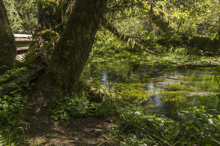 苔藓覆盖的古树与清澈溪流