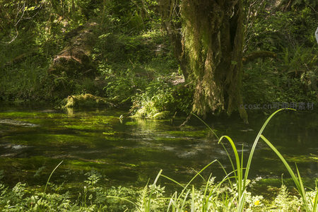 绿意盎然的林间溪水