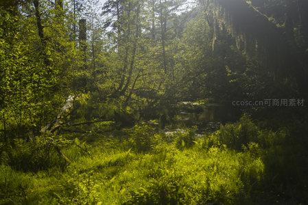 晨光穿透的幽静森林