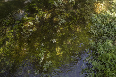 俯瞰水底繁茂的水生植物