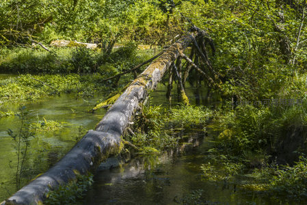 苔藓覆盖的倒木横跨清澈溪流
