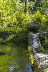 阳光下的腐木与潺潺流水