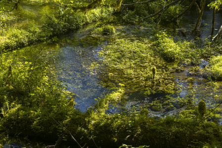 湿地中光影交织的绿色秘境