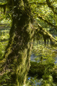 巨树垂挂苔藓如绿帘垂落