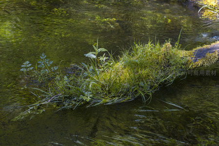 溪流中漂浮的绿意小岛