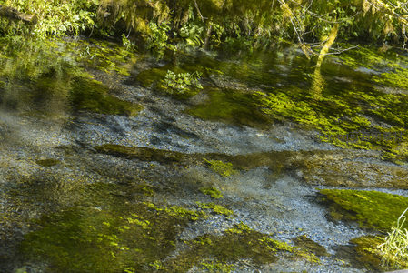 清澈溪流中的翠绿苔藓与水底石子