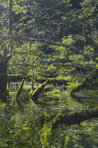 晨光穿透密林映照苔藓覆盖的水面
