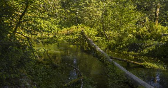 阳光下的森林溪流与倒木通道