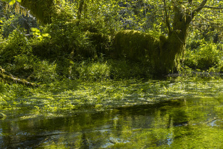 绿意盎然的湿地苔藓与倒影水面