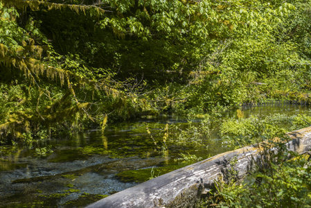 光影斑驳的林间湿地景观