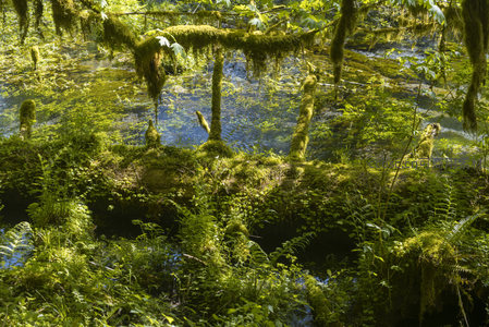 水下森林的奇幻苔藓世界