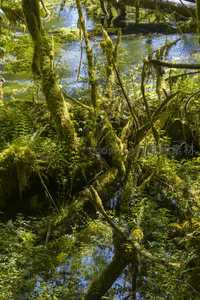 苔藓缠绕的溪边枯木群景