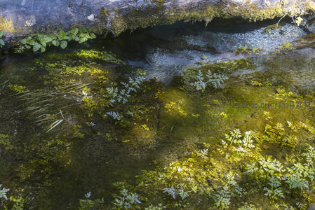 清澈溪底水草与苔藓共生图