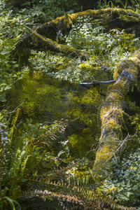 苔藓覆盖的森林溪流静谧如画