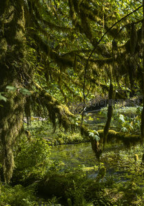 垂挂苔藓如帘幕笼罩溪谷