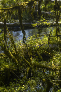 溪畔苔藓缠绕枝干如绿绒