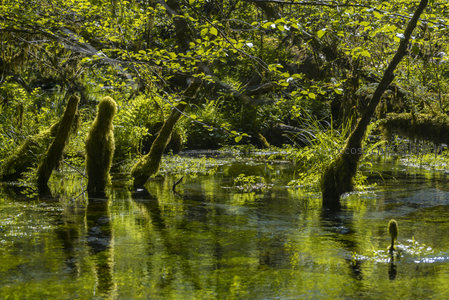 水中树桩覆苔如雕塑艺术