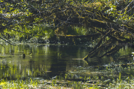 苔藓覆盖的森林溪流静谧如画