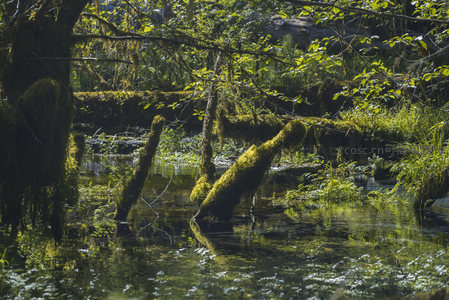 水中倒影与青苔树干的和谐共生