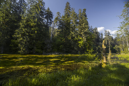 阳光穿透林间照亮湿地绿毯