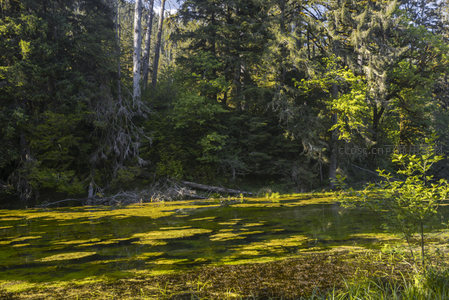阳光穿透森林，绿藻覆盖静谧池塘