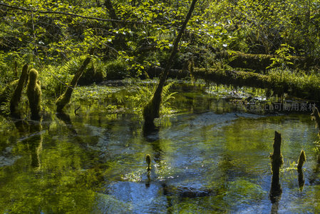 水中树桩披绿衣，倒影如画映碧波