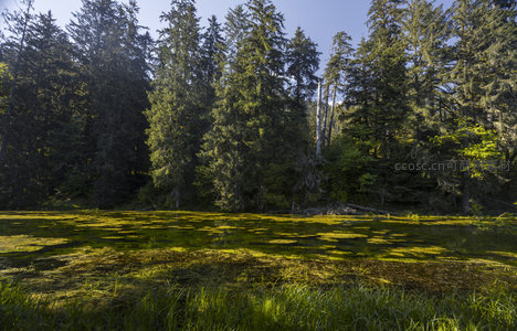 晨光洒落林间湿地，青草如茵绿意盎然