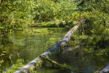 巨木横卧碧水间，苔痕斑驳显古韵