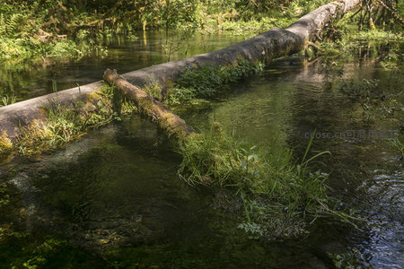 横卧溪中的古木与水生植物共生