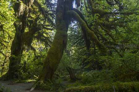 巨树盘根错节覆盖满身青苔