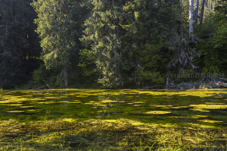 阳光洒落湖面浮萍泛金光